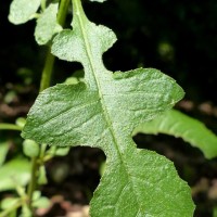 Pluchea paniculata (Willd.) Karthik. & Moorthy